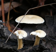 Lentinus arcularius