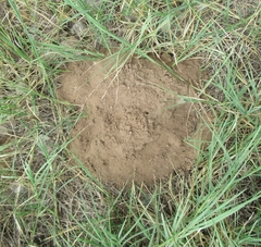 Geomys breviceps