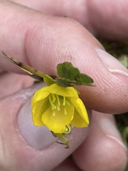 Chamaecrista fasciculata