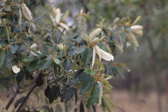 Alphitonia excelsa