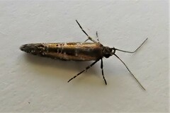 Chrysorthenches drosochalca