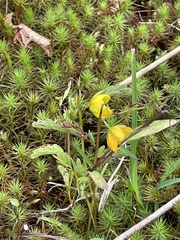 Chamaecrista fasciculata