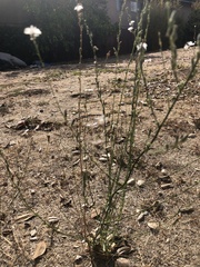 Malacothrix saxatilis