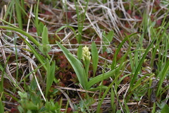 Platanthera dilatata