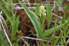Platanthera dilatata