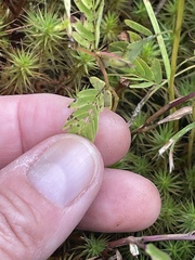 Chamaecrista fasciculata
