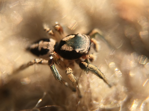 Habronattus pyrrithrix