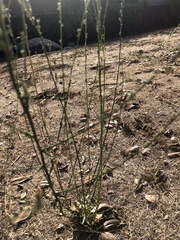 Malacothrix saxatilis