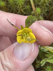 Chamaecrista fasciculata