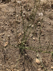 Malacothrix saxatilis