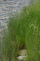 Eleocharis