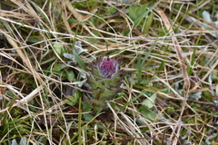 Castilleja parviflora