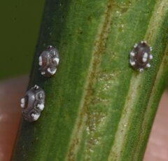 Ceroplastes
