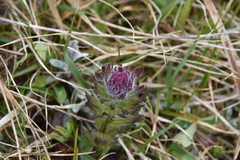 Castilleja parviflora