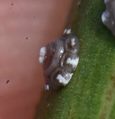 Ceroplastes