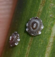 Ceroplastes