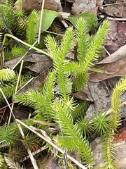 Lycopodium