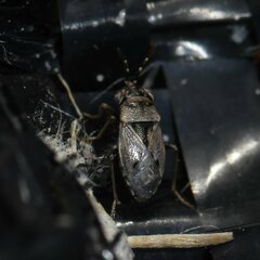 Geocoris floridanus
