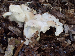 Hydnum repandum