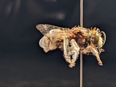Anthophora