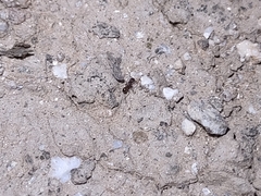 Tetramorium hispidum