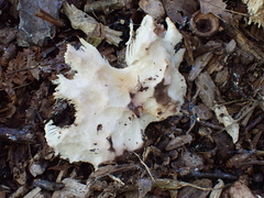 Hydnum repandum