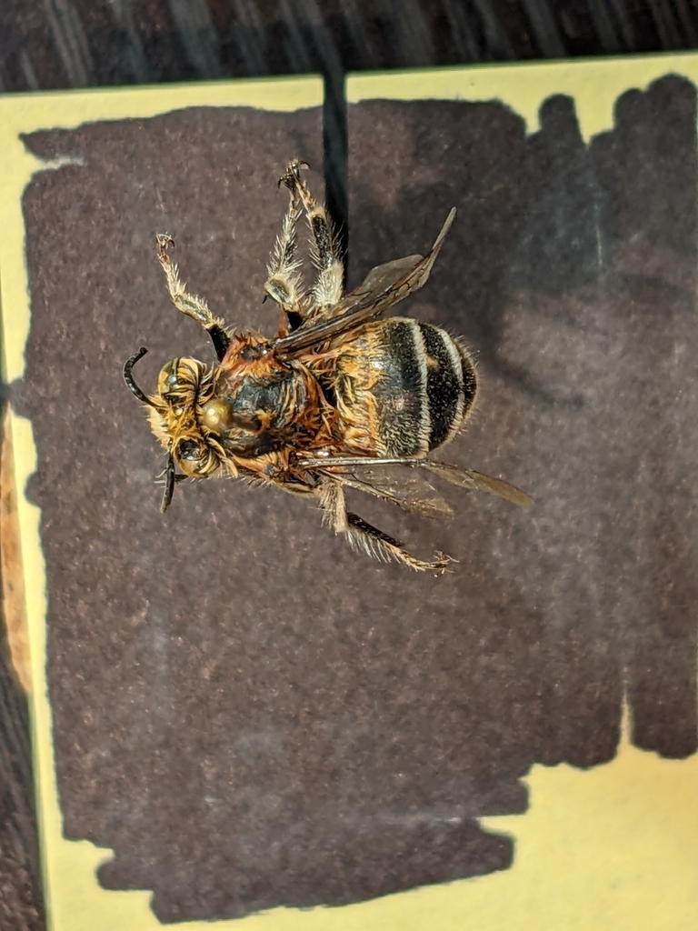 Anthophora fedorica