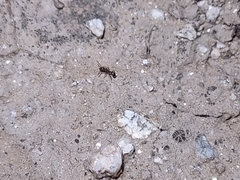 Tetramorium hispidum