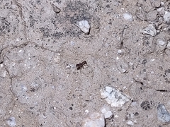 Tetramorium hispidum