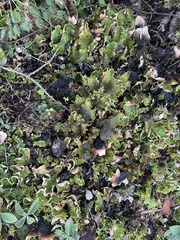 Peltigera aphthosa