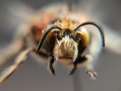 Anthophora