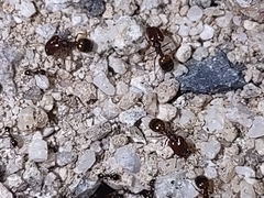 Pheidole xerophila