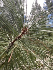 Pinus jeffreyi