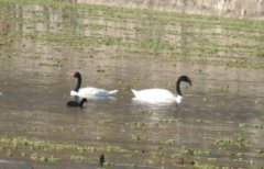 Cygnus melancoryphus