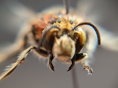 Anthophora