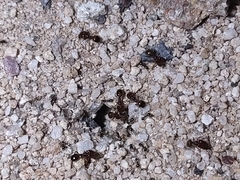 Pheidole xerophila