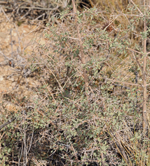 Symphoricarpos longiflorus