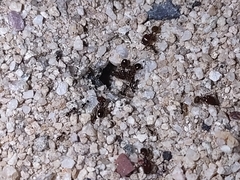 Pheidole xerophila