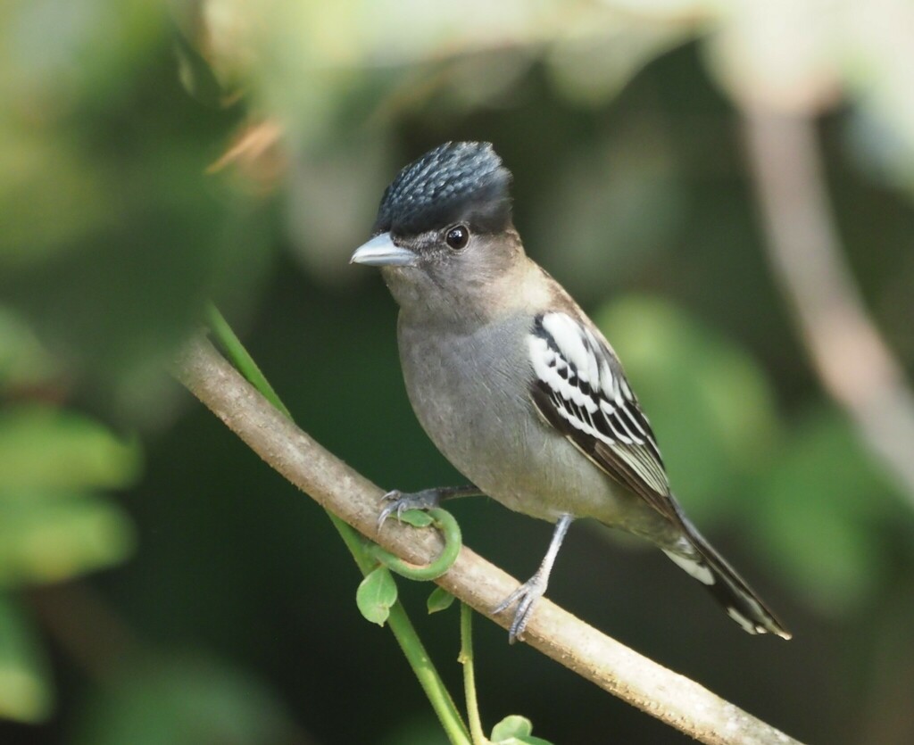 White-winged Becard (Pachyramphus polychopterus) photo