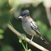 White-winged Becard - Photo (c) Laurent Quéno, some rights reserved (CC BY-NC), uploaded by Laurent Quéno