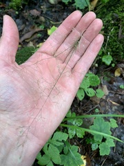 Agrostis perennans