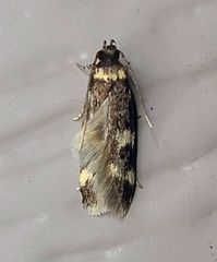 Oegoconia novimundi