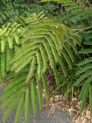 Albizia julibrissin