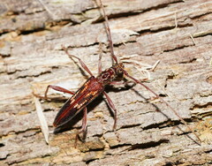 Coptocercus rubripes