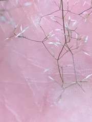 Agrostis perennans
