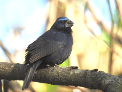 Cyanoloxia brissonii