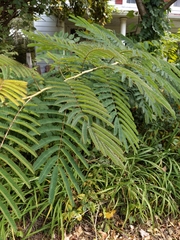 Albizia julibrissin