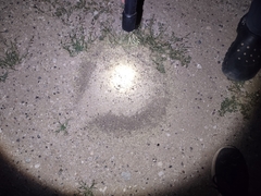 Veromessor pergandei