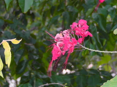 Caesalpinia pulcherrima image