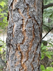 Pinus jeffreyi